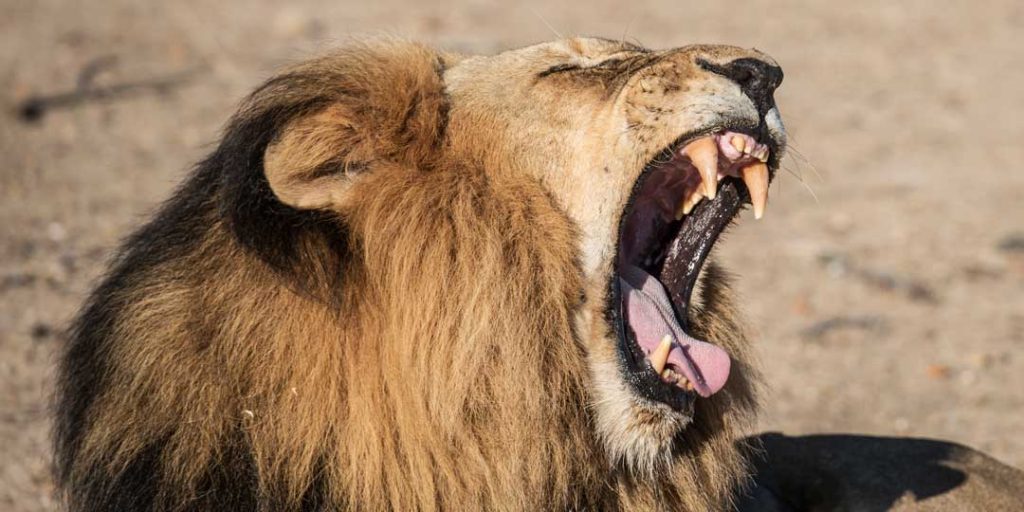 What To Do For Dental Emergencies Causing You Pain (Picture of Lion Roaring).